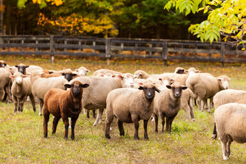 Flock of curious sheep grazing farm land
