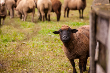 Curious lone sheep