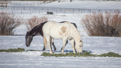 Horses grazing in snowy pasture