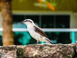 The cat bird