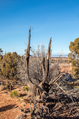 Desert landscape and sky