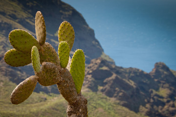 Tenerife, Canary Islands, Spain - Hillside road through Masca Valley in Teno Massif
