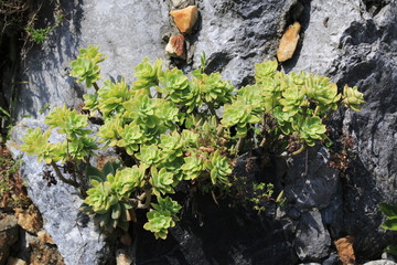 Hauswurz, Dachwurz, Steinwurz wächs an einem Felsen in einem Steingarten