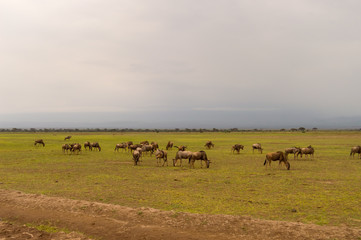 Wildebeest herds grazing in the savannah of Amboseliau Kenya