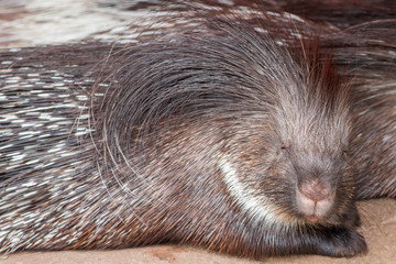 Stachelschwein (Hystricidae)