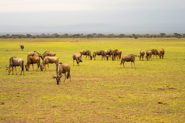 Naklejka na ściany i meble Wildebeest herds grazing in the savannah of Amboseli au Kenya