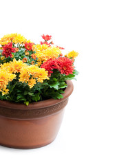 Colorful  chrysanthemum flowers ready for planting and flowerpot isolated