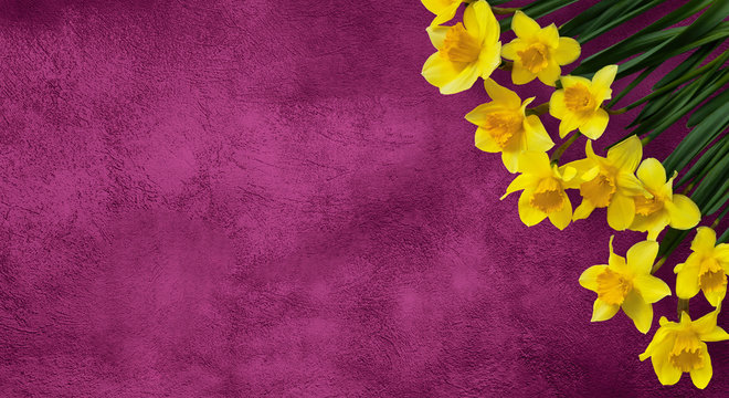 Amazing background with Yellow flowers daffodils