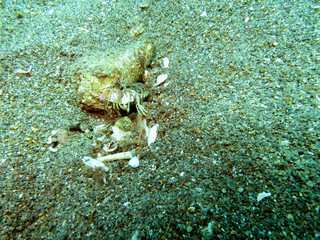 Fangschreckenkrebs (Gonodactylus spec.)