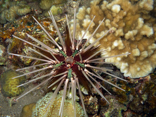 Bleistift-Diademseeigel  Echinothrix calamaris