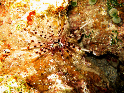 Bleistift-Diademseeigel  Echinothrix calamaris