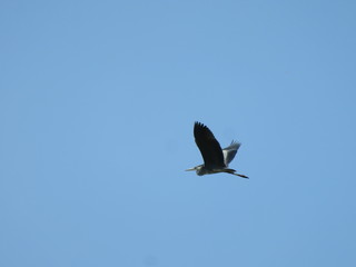 Airone Cenerino