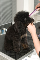 Pudel beim Hundefriseur
