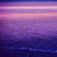 Fototapeta na wymiar violetter Rasen