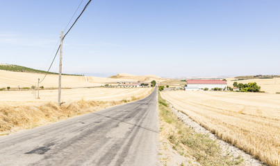 summer landscape with an asphalt road through the plains, Villar de Torre, province of La Rioja, Spain