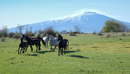 Wild Horses, On Background Etna Mount - Sicily