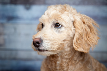 Adorable Goldendoddle Puppy