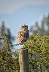 búho girando la cabeza