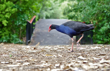 Close up of black and blue bird called Pukeko. Unique specie in New Zealand.