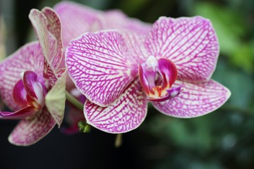 beautiful pink and yellow orchids