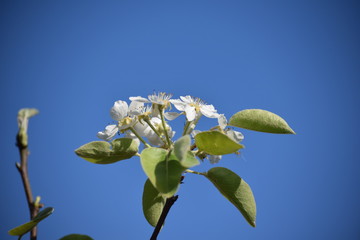 Fototapeta na wymiar Fleurs de pommier au printemps