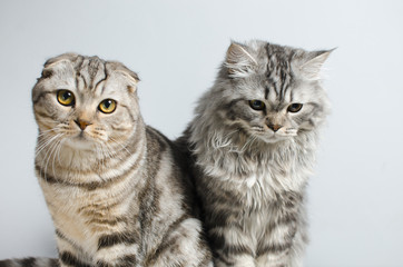 Scottish Fold and Scottish pryamouhy, blue marble cats. On a white insulator look into the camera.