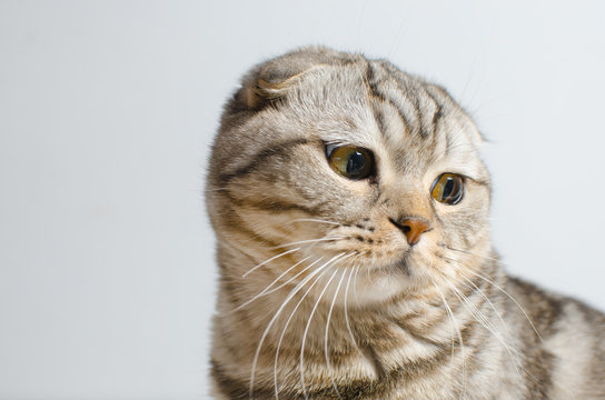 A sad but cute Scottish lop-eared cat sits on a white insulator. Place for text.