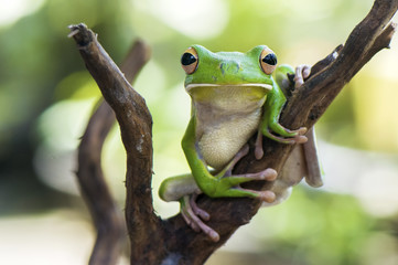 White Lips Frog