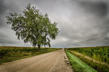 Fototapeta na wymiar BIG TREE AND South Dakota BACK ROAD