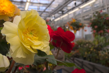rose
