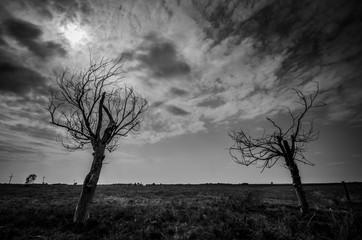 Obraz premium DEAD TREES REACHING TOWARD SKY B&W