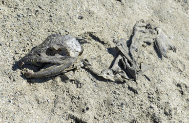 Dried carcass of pacific salmon after salmon run migration in Alaska, finishing the fishes life cycle of this valuable part of the ecosystem