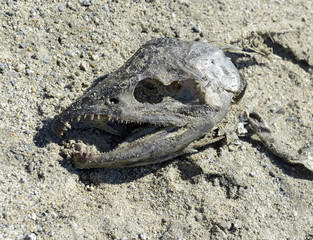 Dried carcass of pacific salmon after salmon run migration in Alaska, finishing the fishes life cycle of this valuable part of the ecosystem