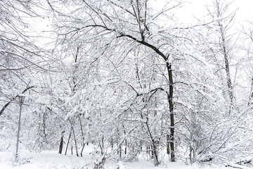 Winter landscape, trees in the snow / Winter Park. A clear winter day in the park.