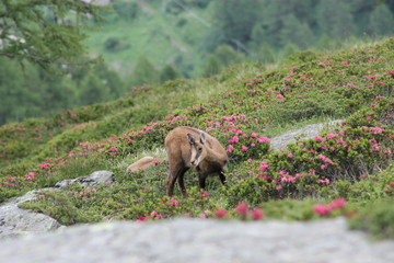 Chamois