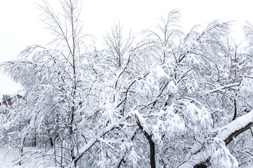 Winter landscape, trees in the snow / Winter Park. A clear winter day in the park.