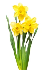 Keuken foto achterwand Narcis Boeket van gele narcissen bloemen geïsoleerd op een witte achtergrond. Platliggend, bovenaanzicht