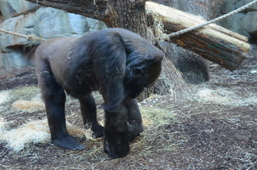 Western lowland gorilla (Gorilla gorilla gorilla)