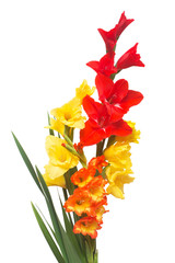 Beautiful bouquet of multicolored gladiolus flowers isolated on white background. Yellow, red, orange, green