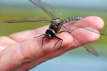 Closeup of a Darner dragonfly sitting on a hand