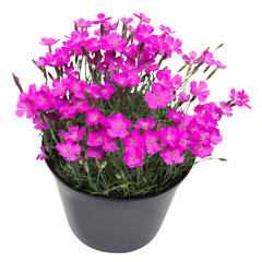 Beautiful carnation flowers in pot isolated on a white background. Flat lay, top view