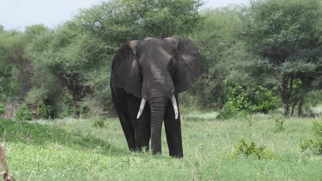 African elephant eating grass