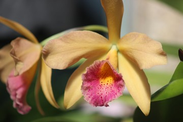 Obraz premium yellow and pink orchid