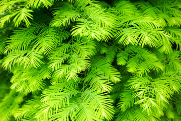 green leaf (background)