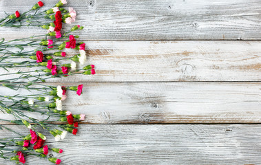 Colorful carnation flowers forming left border on white weathered wooden boards