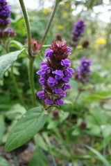 アイスランドの野生の花(紫色)
