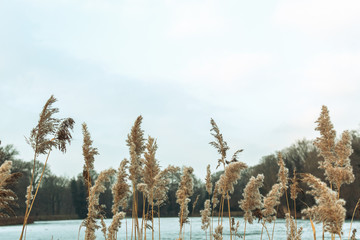 Yellow plants and a frozen unfocused lake in the background during winter with blue sky