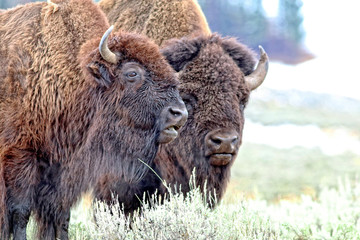 Têtes et épaules de taureau et de vache de bison