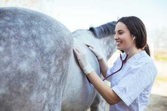 Veterinarian examining horse