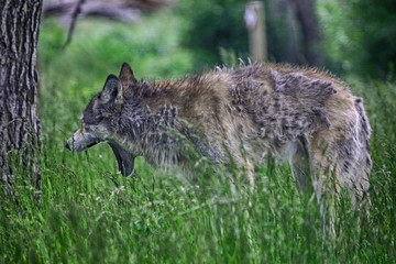 Yawning Grey Wolf